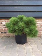 Oostenrijkse den (Pinus nigra 'Nana') 🌿 meerstam, Tuin en Terras, Planten | Bomen, Ophalen, Zomer, Volle zon, Overige soorten