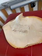 Schelp grote, Ophalen of Verzenden, Zo goed als nieuw