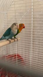 Twee lieve agaporniden (koppel) te koop almere, Dieren en Toebehoren, Vogels | Overige Vogels, Meerdere dieren