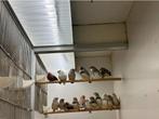 Zebravinken Te Koop, Dieren en Toebehoren, Vogels | Overige Vogels, Meerdere dieren, Tropenvogel