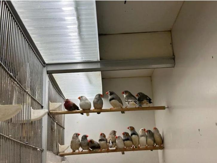 Zebravinken Te Koop, Dieren en Toebehoren, Vogels | Overige Vogels, Tropenvogel, Meerdere dieren