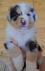 Raszuivere gestest Australian Shepherd Black Tri Dekreu pups, Rabiës (hondsdolheid), Reu, Eén hond, 3 tot 5 jaar