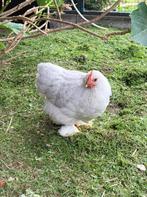 Cochin kriel parelgrijs haantje RUILEN, Dieren en Toebehoren, Mannelijk, Kip