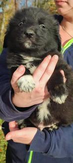 Ontmoet Bass – Klein van stuk, groots in liefde, Dieren en Toebehoren, Honden | Niet-rashonden, Particulier, Rabiës (hondsdolheid)