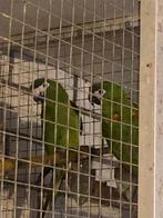 Koppel Ara nobilis 2025, Meerdere dieren, Papegaai, Geringd