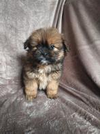 Lieve shih-tzu x pomeriaan pups., Overige rassen, 8 tot 15 weken, CDV (hondenziekte), Meerdere