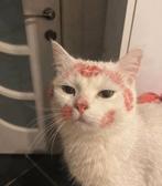 Poes/kater 9 maanden+ gezocht, Meerdere dieren, Kortharig