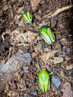 Eudicella hornimani larven, Dieren en Toebehoren, Overige soorten