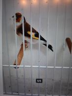 t.k. een mooie man majoor -putter wildkleur 2025, Mannelijk, Kleurkanarie