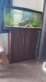Vissen aquarium compleet met vissen en inrichting., Dieren en Toebehoren, Vissen | Aquariumvissen, Vis