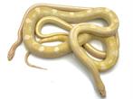 Yellow factor cornsnakes, Slang