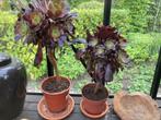 Vertakte donkere Aeonium, Tuin en Terras, Planten | Tuinplanten, Volle zon, Vaste plant, Bloeit niet, Ophalen