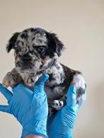 Franse Buldog Fluffy Tricolor Merle pups, Parvo, Overige rassen, 8 tot 15 weken, Meerdere