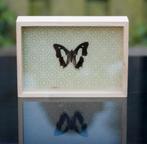Opgezette vlinder in lijstje Taxidermy, Ophalen of Verzenden, Nieuw, Insect, Opgezet dier