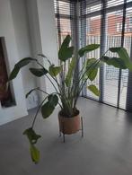 Strelitzia Nicolai (Paradijsvogelplant), Huis en Inrichting, Kamerplanten, Ophalen, Overige soorten, Halfschaduw, In pot