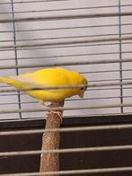 te koop meerdere Raza Espagnol., Mannelijk, Zangkanarie