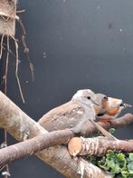 Diamantduif ontsnapt, Mannelijk, Tropenvogel, Geringd