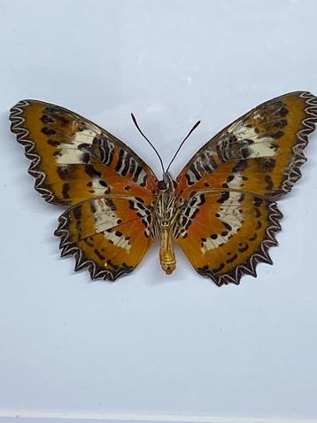 vlinder Cethosia hypsea beschikbaar voor biedingen
