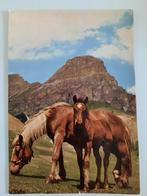 paard paarden kaart Poppverlag, Ophalen, 1980 tot heden, Ongelopen, Paard