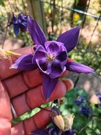 Biologische Akelei Paars Zaden, Ophalen of Verzenden, Volle zon