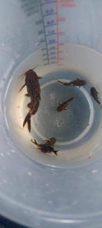 Aquarium accessoires + 25 meervallen Petricola synodontis, Vis