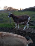 2 toggenburger geiten, Dieren en Toebehoren, Vrouwelijk