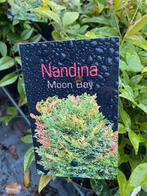 Verschillende soorten nandina’s (groenblijvend) 25% korting, Tuin en Terras, Planten | Struiken en Hagen, Ophalen, Overige soorten