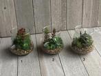 Kunst vetplant in glazen pot 12cm (3 verschillende soorten), Nieuw, Ophalen of Verzenden
