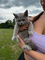 Prachtige Britse korthaar kittens, Dieren en Toebehoren, Katten en Kittens | Raskatten | Korthaar, Poes, Ontwormd, 0 tot 2 jaar