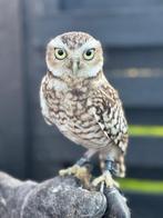 Konijn uil, Dieren en Toebehoren, Mannelijk, Roofvogel, Geringd