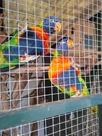 2 koppels  lori van de blauwe bergen, Meerdere dieren, Papegaai