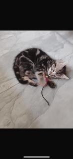 Kruising Kittens, Dieren en Toebehoren, Katten en Kittens | Overige Katten, Kater, Kortharig, 0 tot 2 jaar