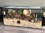 Terrarium met Schuifruiten voor Hamsters, Dieren en Toebehoren, Nieuw, Minder dan 75 cm, Minder dan 60 cm, Hamster