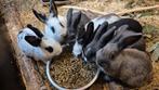 Super leuke babykonijntjes, Dieren en Toebehoren, Meerdere dieren, Klein, 0 tot 2 jaar