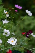 cosmea zaad uit biologische tuin, Tuin en Terras, Bloembollen en Zaden, Ophalen of Verzenden, Voorjaar, Volle zon, Zaad
