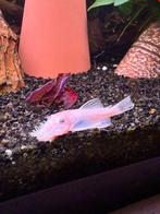 L144 Snow White ( koppel ), Dieren en Toebehoren, Vis, Zoetwatervis