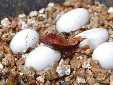 Gezocht: Reptieleneieren, Dieren en Toebehoren, Reptielen en Amfibieën, Hagedis