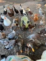 Eenden en ganzen, Dieren en Toebehoren, Pluimvee, Meerdere dieren, Eend
