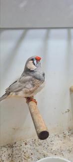 Te koop man pastel split charcoal, Dieren en Toebehoren, Mannelijk