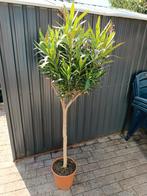 Oleander rood, Overige soorten, 100 tot 250 cm, Zomer, Ophalen