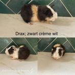 US teddy baby beertje zwart creme wit, Dieren en Toebehoren, Knaagdieren, Mannelijk, Cavia, Tam