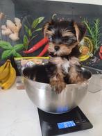 Yorkshire terriër pups, Dieren en Toebehoren, Honden | Jack Russells en Terriërs, Yorkshire Terriër, 8 tot 15 weken, Meerdere