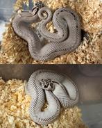 Heterodon nasicus (haakneusslang) 4 stuks!, Dieren en Toebehoren, Reptielen en Amfibieën, Slang, 0 tot 2 jaar