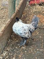 Haan, half jaar oud, Dieren en Toebehoren, Pluimvee, Mannelijk, Kip