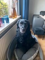 Hond uitlaten Ureterp, Diensten en Vakmensen, Dieren | Honden | Verzorging, Oppas en Les, Particuliere oppas