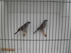 30 aug op beurs nrd wijkerhout /nu thuis, Meerdere dieren, Tropenvogel