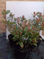 Photinia fraseri 'Little Red Robin', Tuin en Terras, Overige soorten, Minder dan 100 cm, Ophalen