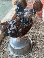 Kipjes, Dieren en Toebehoren, Pluimvee, Vrouwelijk, Kip