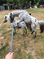 Nmprs appaloosa dekhengst, Dieren en Toebehoren, Hengst