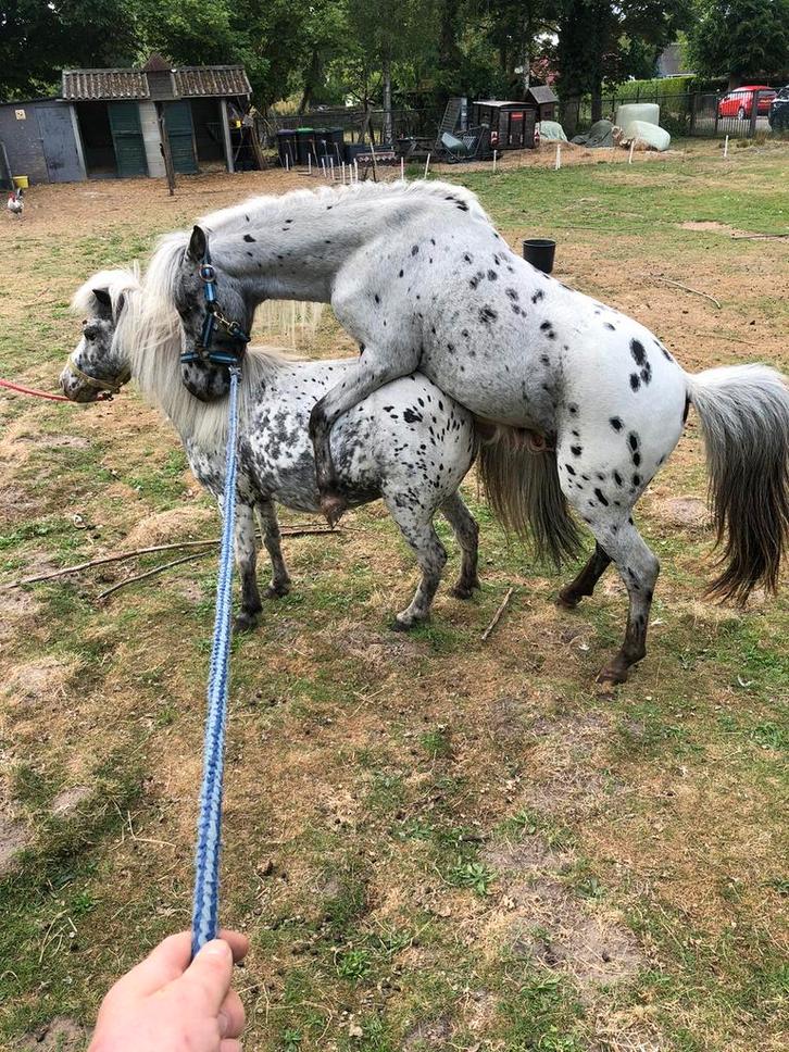 Nmprs appaloosa dekhengst, Dieren en Toebehoren, Paarden en Pony's | Dekhengsten en Fokmerries, Hengst